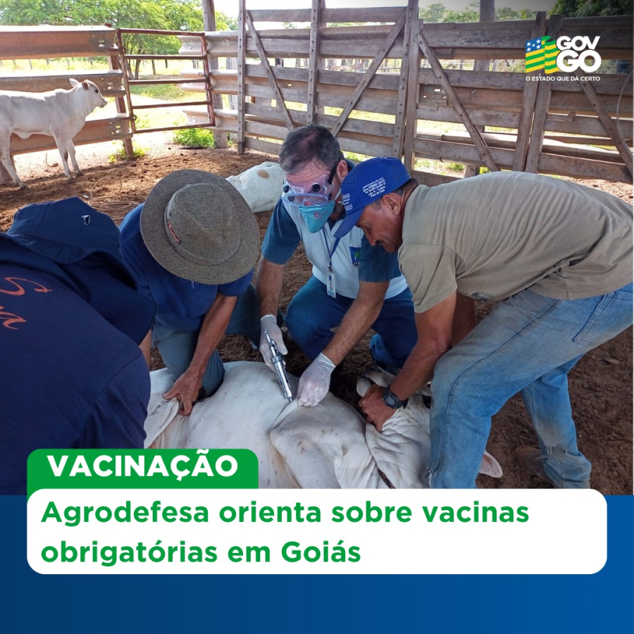 Agrodefesa reforça importância da vacinação obrigatória contra raiva, brucelose e influenza equina em Goiás